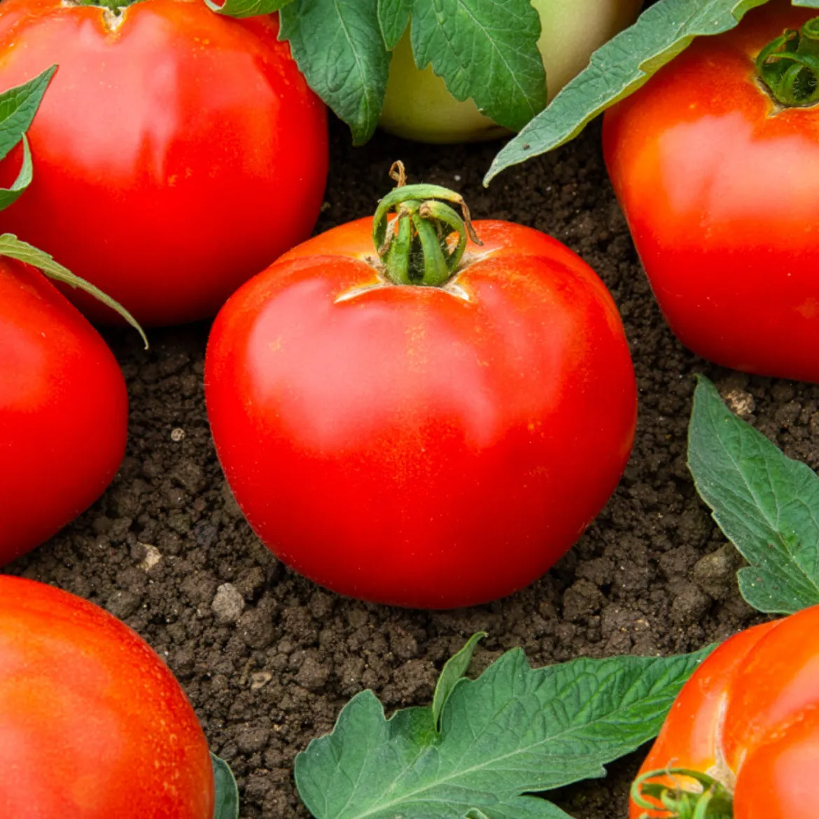 Tomate Pyros HF1 - Des tomates rondes tout l'été