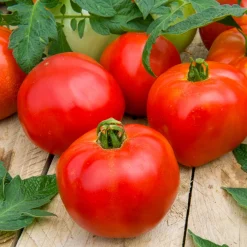 Tomate Pyros HF1 - Des tomates rondes tout l'été