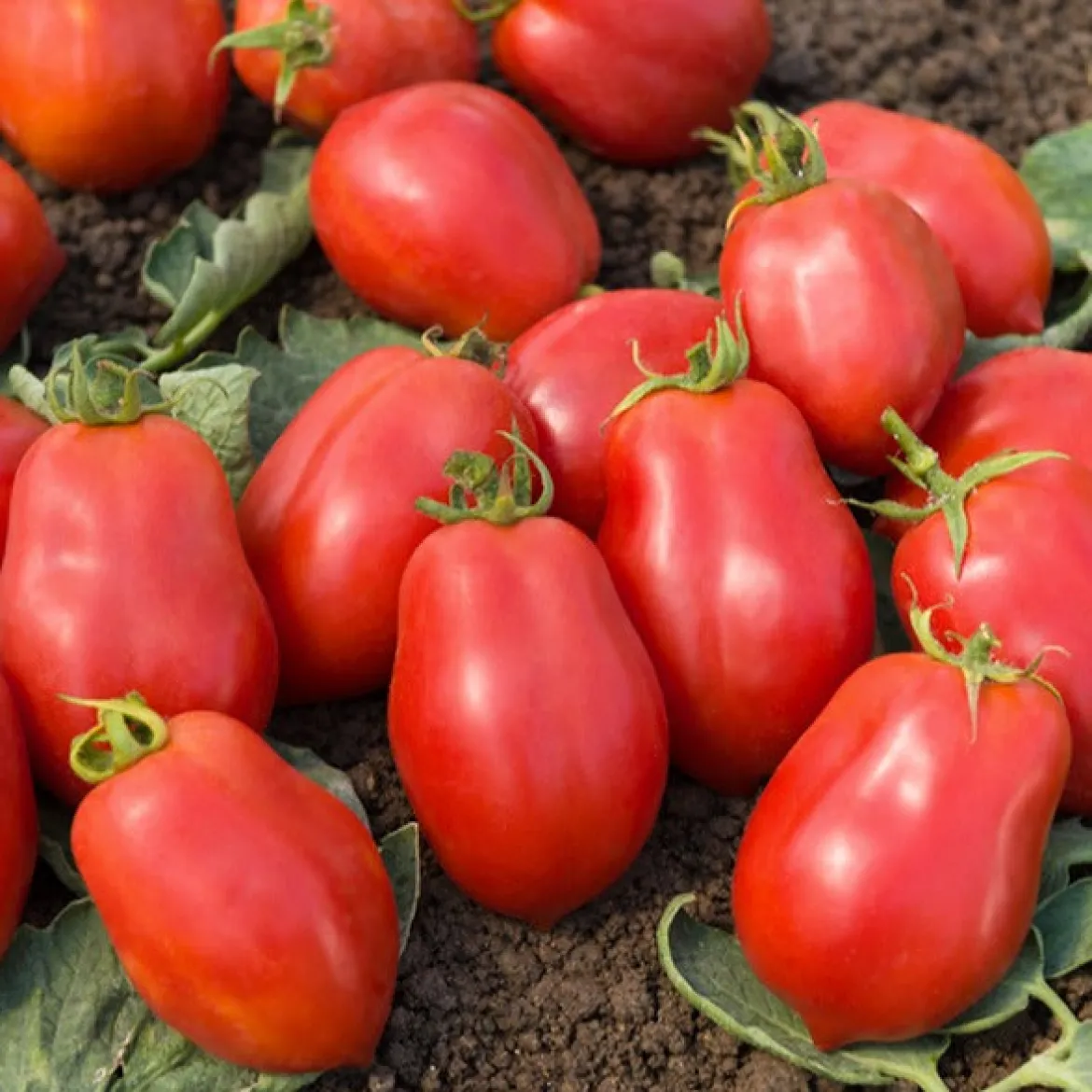 Tomate Roma VF - La reine des sauces maison