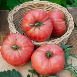 Tomate Rose de Berne - Ma tomate goût d'antan