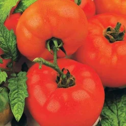 Tomate 'Saint Pierre' - La tomate ronde des étés réussis