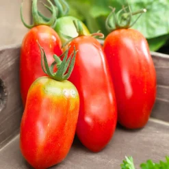 Tomate San Marzano 3 - La reine des sauces maison