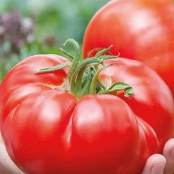Tomate à très gros fruits Country Taste F1 Bio - Des tomates géantes et charnues