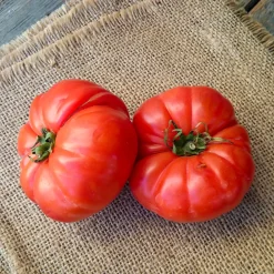 Tomate à très gros fruits Marmande - Grosses tomates gorgées de soleil