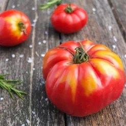 Tomate à très gros fruits Marmande - Grosses tomates gorgées de soleil