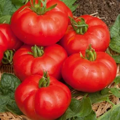 Tomate à très gros fruits Marmande - Grosses tomates gorgées de soleil