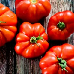 Tomate à très gros fruits Marmande - Grosses tomates gorgées de soleil
