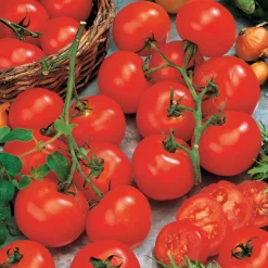 Tomate Vitador F1 - Récolte généreuse tout l'été