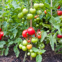 Tomate Vitador F1 - Récolte généreuse tout l'été