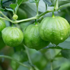 Tomatillo du Mexique - La salsa verde maison