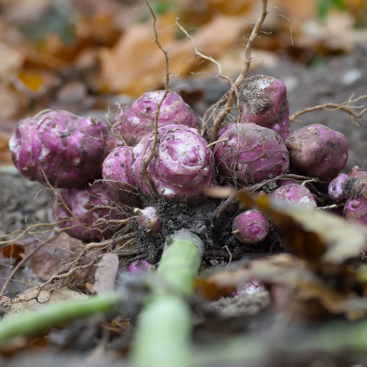5 Topinambours Violets - Une récolte facile tout l'hiver