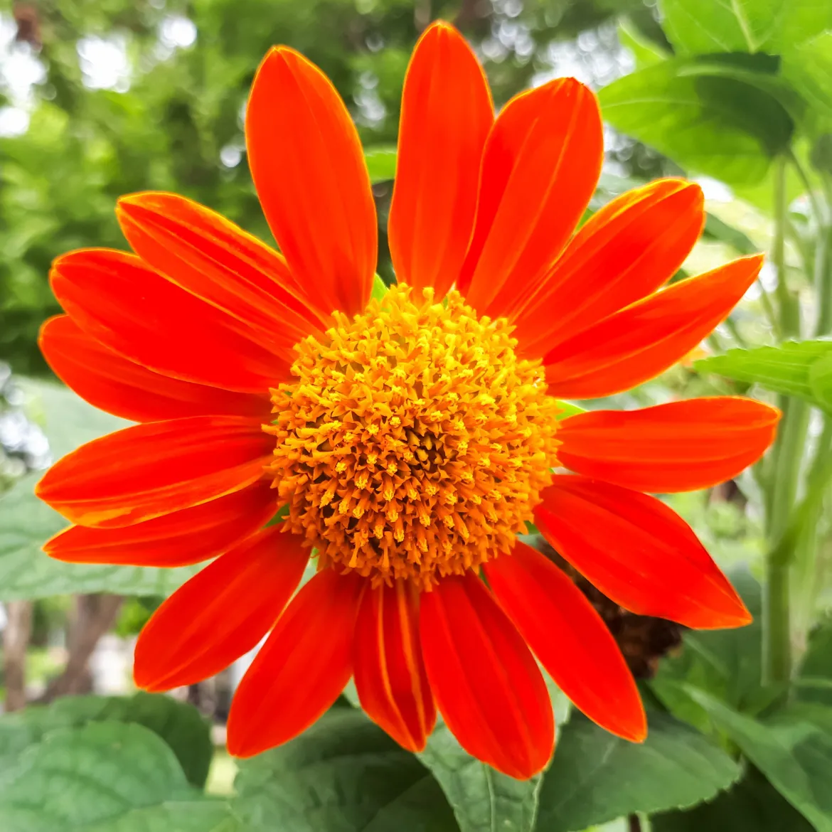 Tournesol du Mexique Torch - Un été orange en un semis