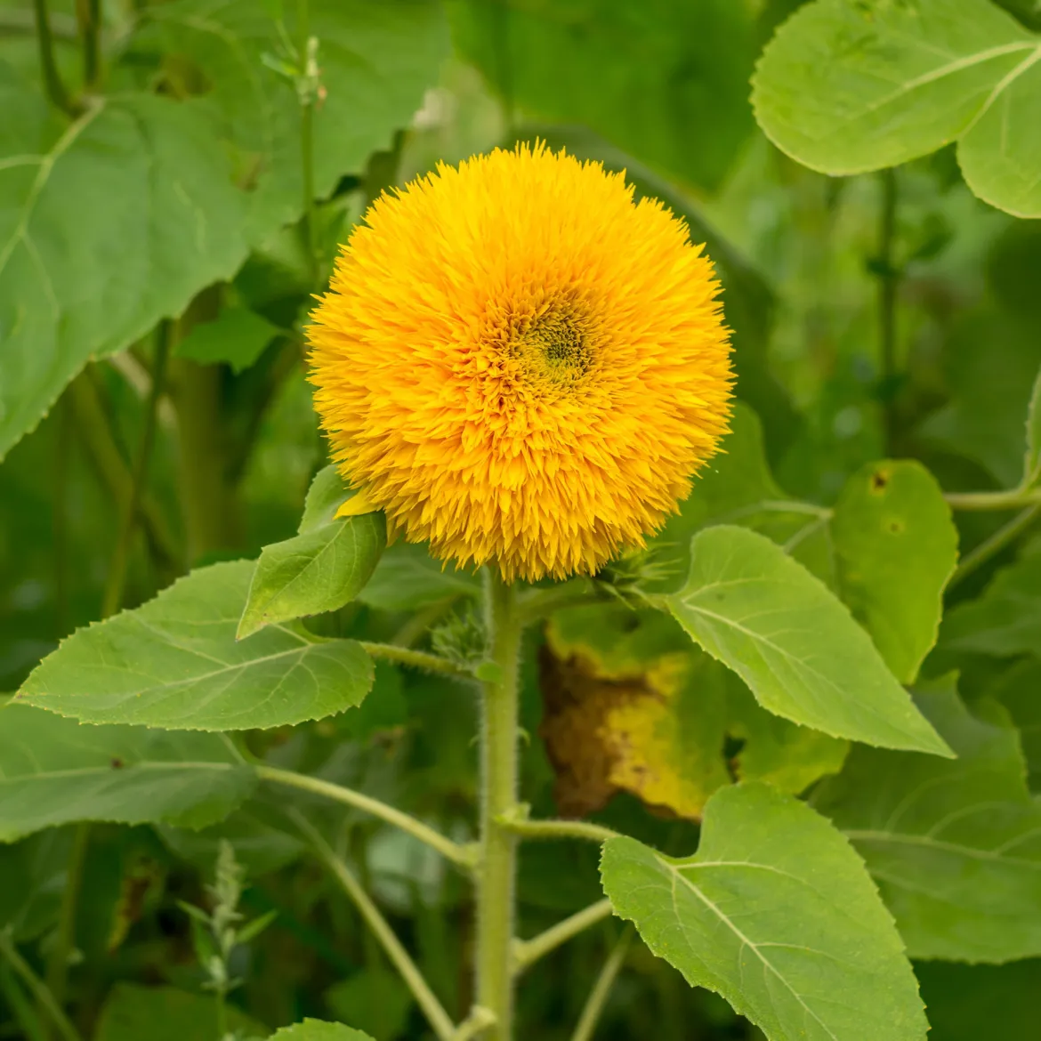 Tournesol à fleur double naine Teddy Bear - Le tournesol tout doux