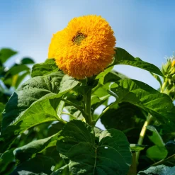 Tournesol à fleur double naine Teddy Bear - Le tournesol tout doux