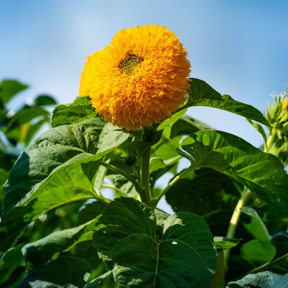 Tournesol à fleur double naine Teddy Bear - Le tournesol tout doux