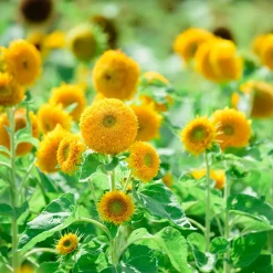 Tournesol à fleur double naine Teddy Bear - Le tournesol tout doux