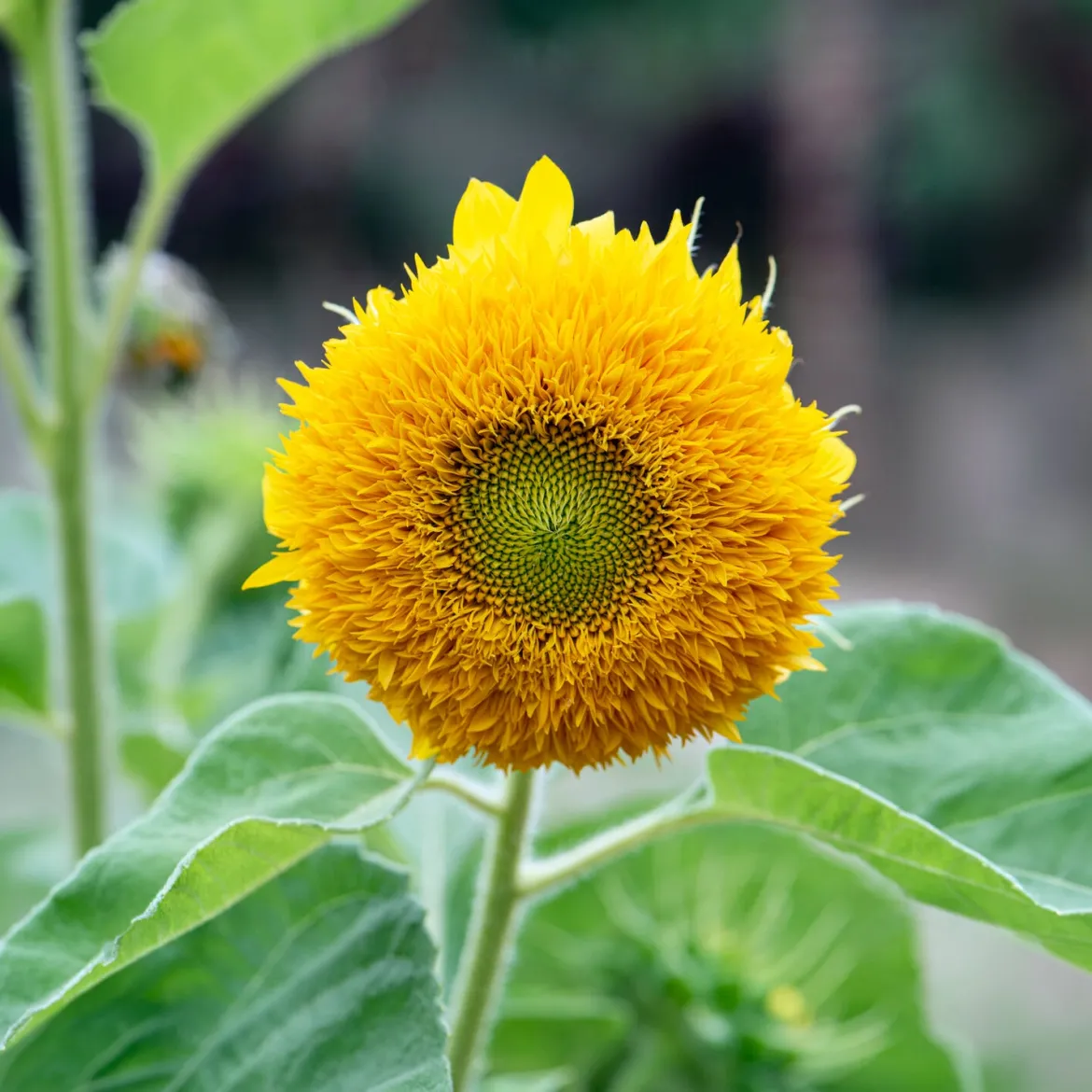 Tournesol à fleur double naine Teddy Bear - Le tournesol tout doux