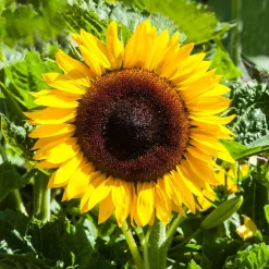 Tournesol à fleur géante 'Uniflorus Giganteus' BIO - Des fleurs géantes tout l'été