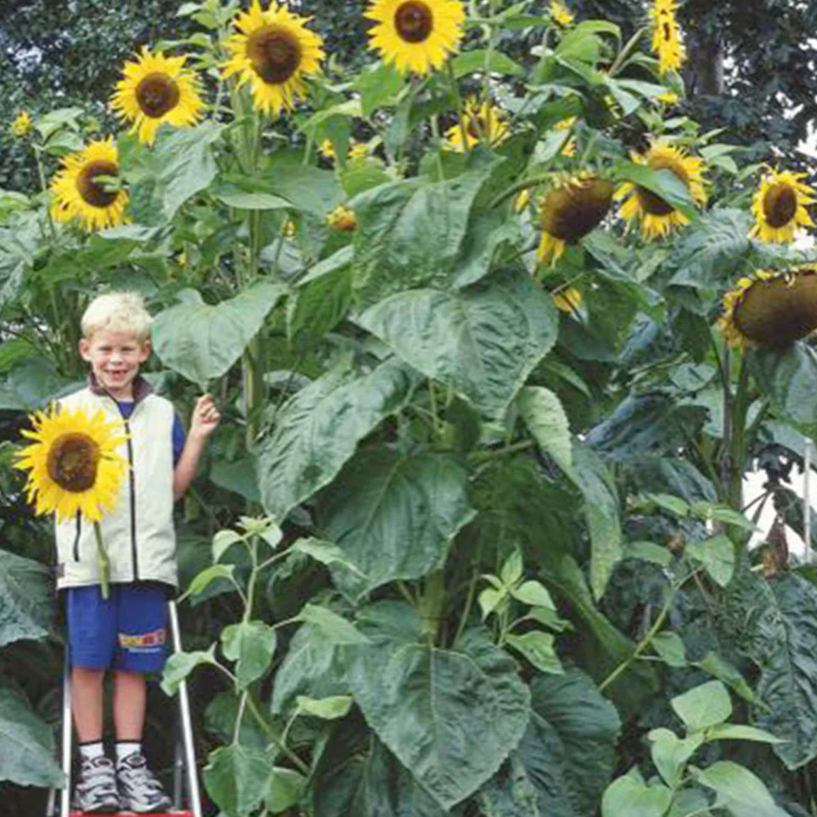 Tournesol géant Kong F1 - Jusqu'à 4 m de haut