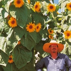 Tournesol géant Kong F1 - Jusqu'à 4 m de haut