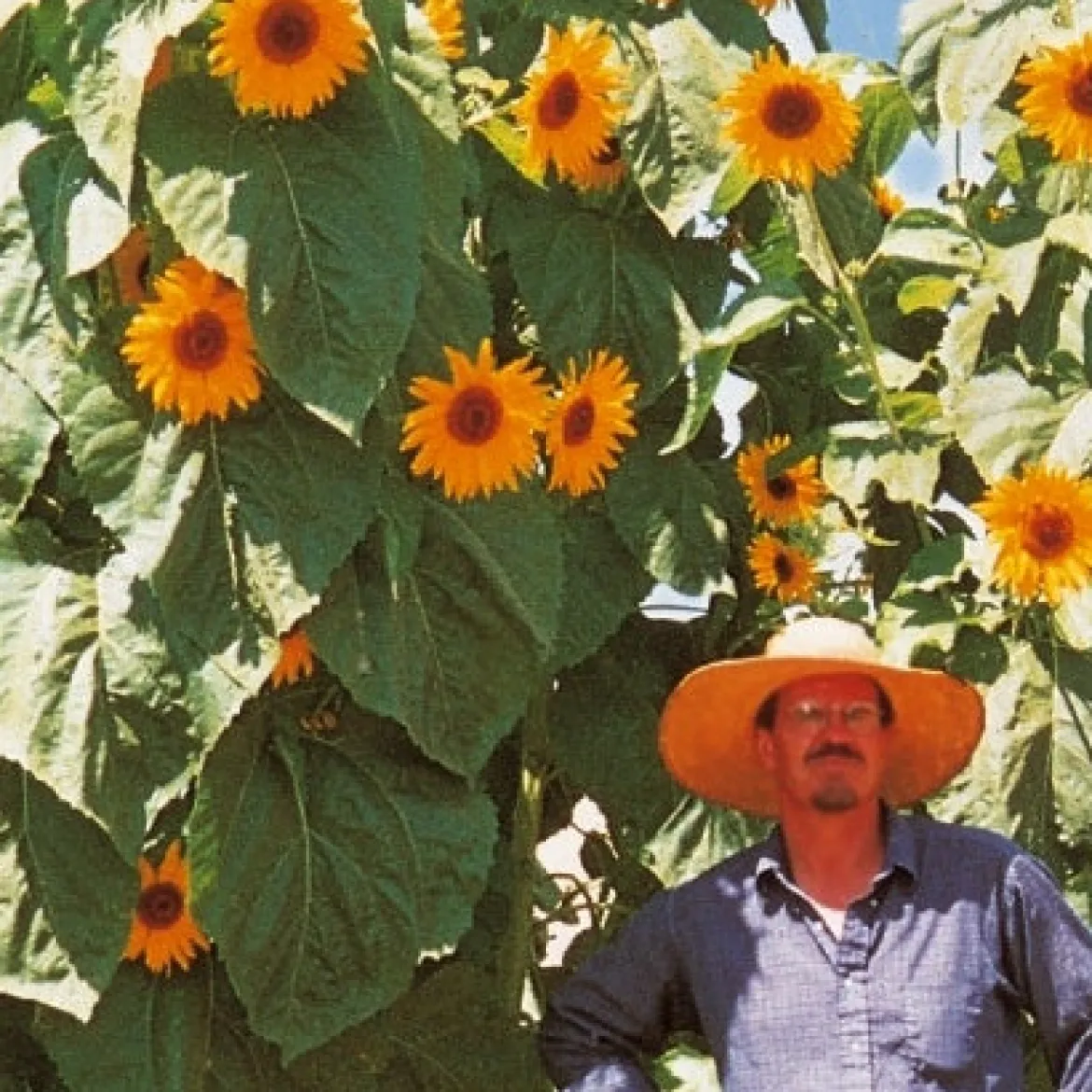 Tournesol géant Kong F1 - Jusqu'à 4 m de haut