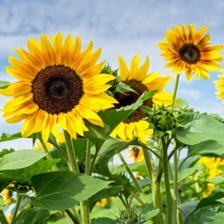 Tournesol - Le géant qui fait sourire