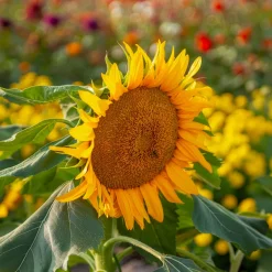 Tournesol nain 'Sunspot' - Grandes fleurs, petite taille
