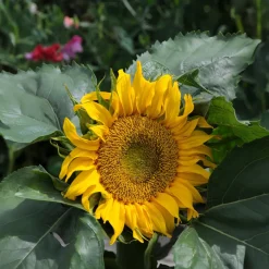 Tournesol nain 'Sunspot' - Grandes fleurs, petite taille