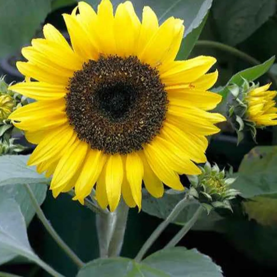 Tournesol nain 'Sunspot' - Grandes fleurs, petite taille