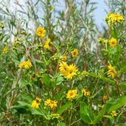Tournesol vivace Capenoch Star - Le soleil qui revient chaque été