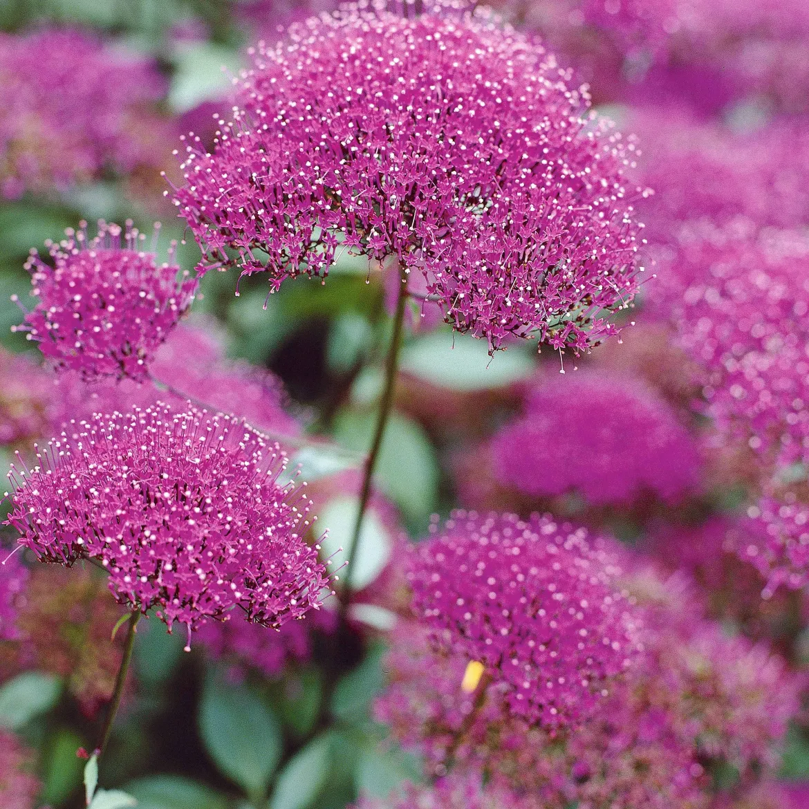 3 Trachélies - Un nuage fuchsia parfumé
