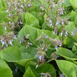 Trachystemon orientalis - Le tapis fleuri de l'ombre