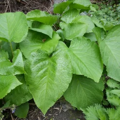 Trachystemon orientalis - Le tapis fleuri de l'ombre