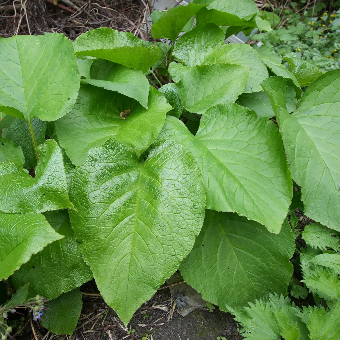 Trachystemon orientalis - Le tapis fleuri de l'ombre