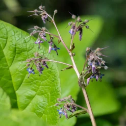 Trachystemon orientalis - Le tapis fleuri de l'ombre