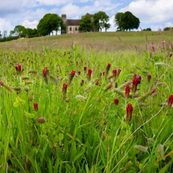 Trèfle rouge Bio - Fleurs à croquer tout l'été