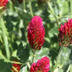 Trèfle rouge Bio - Fleurs à croquer tout l'été