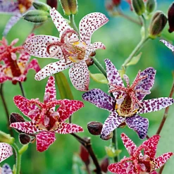 5 Tricyrtis en mélange - L'exotique qui aime l'ombre