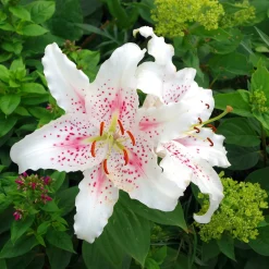 Trio de lis orientaux parfumés - Un parfum qui remplit le jardin