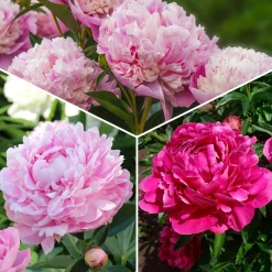 Trio de Pivoines roses et rouges - Le luxe des bouquets chez vous