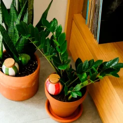 Trio Mini Olla - Les Rayés - Plantes hydratées sans effort