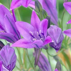 100 Triteleia Queen Fabiola - Un nuage bleu tout l'été