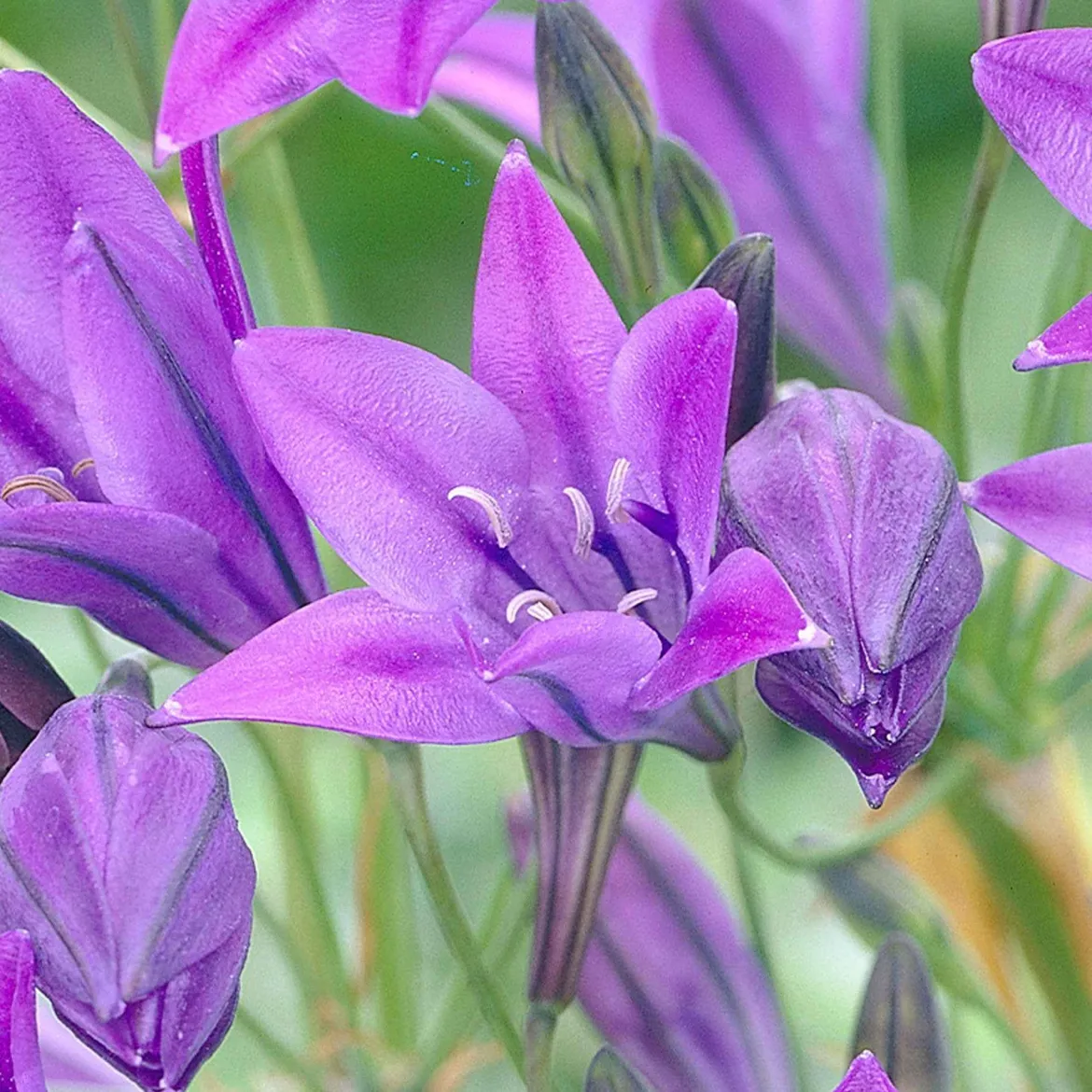 100 Triteleia Queen Fabiola - Un nuage bleu tout l'été