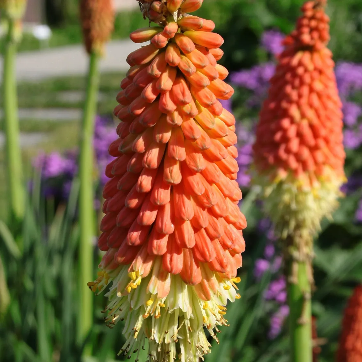 Tritoma Alcazar - Des flammes orange au jardin