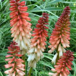 Tritoma Orange Vanilla Popsicle ® - Des flammes au jardin