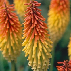 5 Tritomas - Des flammes dans le jardin