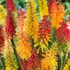3 Tritomas en mélange - Des flammes dans votre jardin