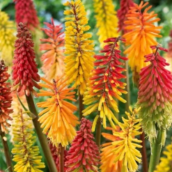 3 Tritomas en mélange - Des flammes dans votre jardin
