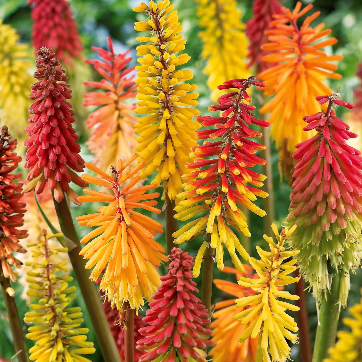 3 Tritomas en mélange - Des flammes dans votre jardin