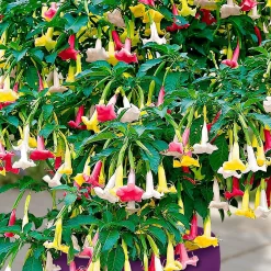 Trompette des anges 'Tricolor' - Fleurs XXL, parfum du soir